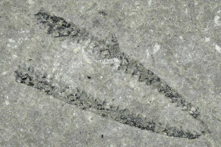 Ordovician Graptolite (Didymograptus) Pos/Neg -Fillmore Formation #271737